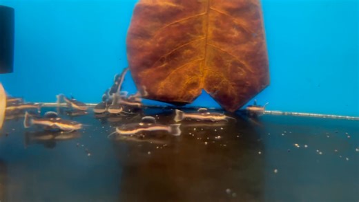 New fish arrival. Redtail catfish. Come check out the largest fish...