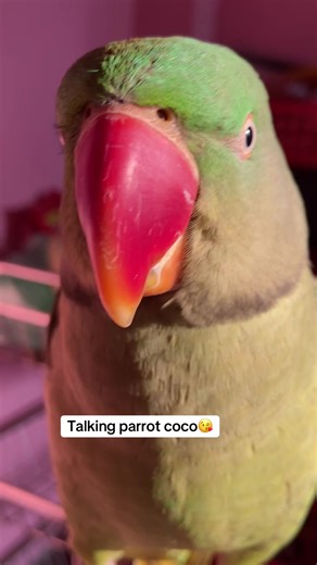 Talking parrot coco ❤️ #chatteringbeaks #talkingparrotcoco #talkingparrot #alexandrineparrot #viralparrot