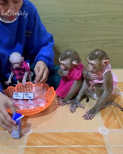 All adorable baby monkey hungry than JODA take her baby to ask mom sharing milk for drink . . . #jenniferlopez #alexandradaddario #AngelinaJolie #MeganFox #margotrobbie #chrisevans #ChristianBale #AnneHathway #ScarlettJohansson #elizabetholsen #JenniferLopez #JenniferAniston #JenniferLawrence #priyankachopra #KristenStewart #HaileeSteinfeld #wonderwoman #DC #mcu #MeganFox #kimkardashian #kendalljenner #monkeylove #monkeybaby #adorable #adorablemonkey #babyanimal #monkeysmart #reelsfypシ #reel | T