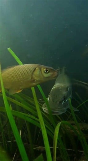 The Moment a Pike Attacks Underwater #pikeattack #fishing