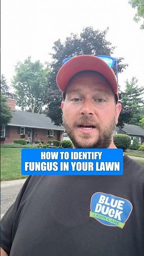 How to Tell If Your Lawn Has Fungus (Blade-Level Signs) #shorts