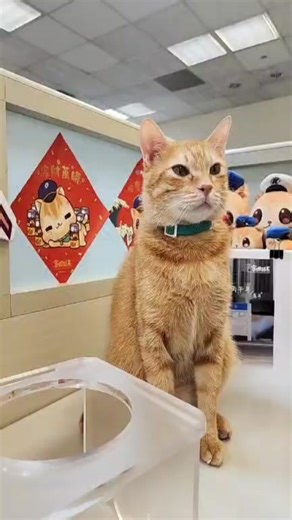 高雄捷運-蜜柑站長 on Instagram: "1001/LIVE"