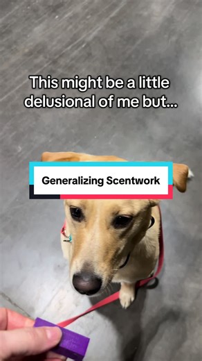 Generalizing is one of the most overlooked—but most important—parts of dog training, especially when you start working advanced or specialized skills like scentwork. Your dog doesn’t automatically understand that a behavior learned in your living room applies in a new building, on a new surface, with new distractions. To them, context matters. A lot. If we don’t intentionally teach that skill in different environments, setups, and scenarios, it stays location-specific. With scentwork, this matte