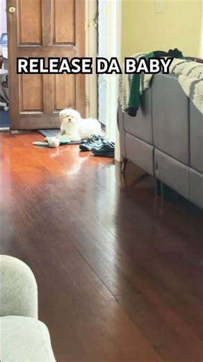 Release the baby! #billytv #billybilly #dogs #puppy #cute #dogshorts