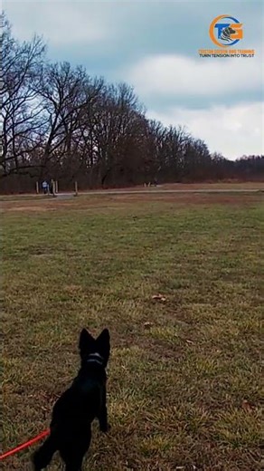 Dogs React to Energy: Understanding Canine Cues #shorts