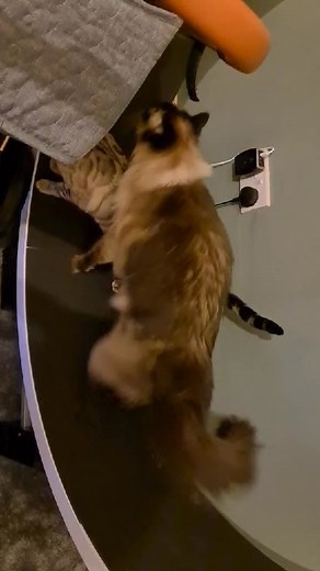 Introducing a new wheeling move - The Walkover 😂 CORRECTLY SIZED cat wheels are invaluable for providing fun, exercise and stimulation for indoor cats, helping to keep them healthy and happy. Small cat wheels are a RISK to the health of the cats spine and should be avoided. Our G5 wheels have an INTERNAL diameter of 48 inches and run quietly. (Shown in video) Sturdy, stable with intelligent design, no risk of it tipping or flying off the base while in use, a known hazard of cheap inferior cat w
