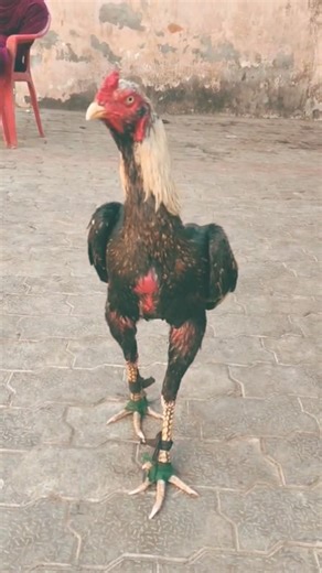 Kala Java galva #aseelmurga 🐓#shortvideo 😘