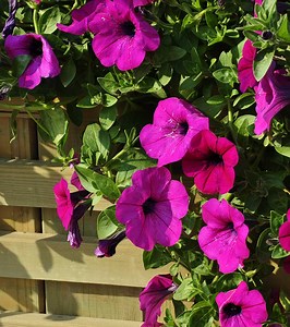 Morning Glory Flowers: 15 Stunning Varieties For Your Garden