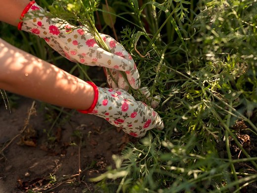 How To Identify And Kill Lawn Weeds  - Bunnings Australia