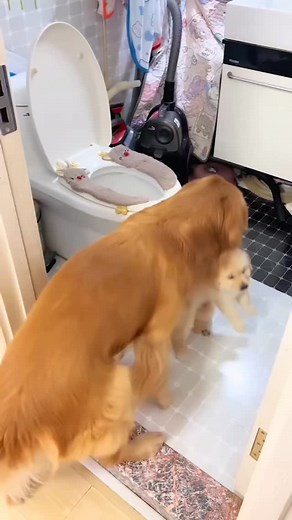 1.8K views · 3.3K reactions | اديه انتي ست عظيمه #explore #funny #comedy #instagram #dogs #اكسبلور | Sasoo Sasoo | Facebook