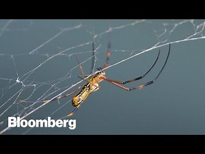 The Real Life Spider-Men