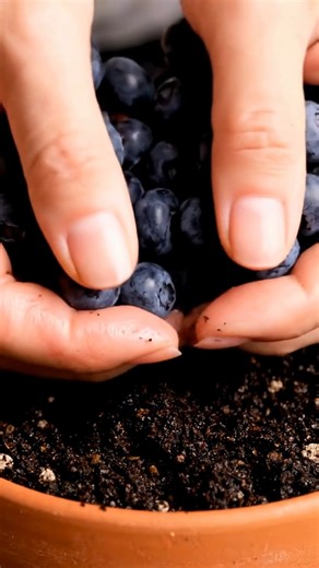 🟣 How to Plant Blueberries from Seed, Quickly and Easily | Simply Smart Homelife