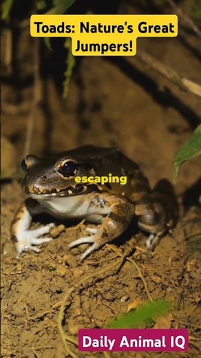 Toads: Nature's Great Jumpers!