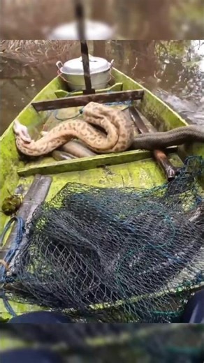 Paddling through the swamp... caught a bizarre creature!
