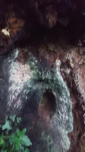 69K views · 1.2K reactions | Ireland's oldest oak tree right next to the phantom planters HQ! 300 years growth 300 years standing proud 300 years to die, melting back into the ground to where it once came from. Still giving and supporting life at all stages! Such a humble energy from this tree, I always feel calm and at peace here. #oak #oaktree #phantomplanter Peace and love! I challenge you to phantom plant a tree! Anywhere, anytime, any place..... | The Phantom Planter | Facebook