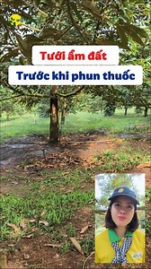 🌱 Vì Sao Nên Tưới Ẩm Đất Trước Khi Phun Thuốc? Trong quá trình chăm sóc sầu riêng, mít và các loại cây ăn trái lâu năm, Welofarm nhận thấy nhiều bà con phun thuốc đúng loại, đúng liều nhưng hiệu quả vẫn chưa cao. Nguyên nhân thường nằm ở chỗ chưa tác động đúng nơi côn trùng cư trú. 👉 Những đối tượng như rệp sáp, rầy mềm, rầy xanh hay các loài côn trùng có tính di trú thường không bám cố định trên lá hay trái. Phần lớn thời gian, chúng ẩn nấp dưới cỏ, mặt đất, lớp mùn hoặc các khe ẩm trong vườn
