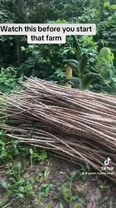 INTERCROPPING OIL PALM: START MAKING MONEY FROM YEAR ONE Don’t wait 3–4 years before you start seeing returns from your oil palm farm. Smart farmers intercrop. Here are high-value crops you can plant between your oil palm rows from year one: • Plantain • Pepper • Tomatoes • Watermelon • Cucumber • Maize • Okra • Vegetables (fluted pumpkin, spinach, ugu) • Groundnut • Melon • Sweet potato • Cassava • Beans Intercropping helps you: • Generate income early • Control weeds naturally • Maximize your 