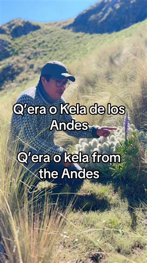 Exploring Q’era: The Enriching Kela Plant of the Andes