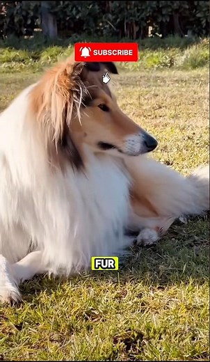 Meet the Collie: The Ultimate Overachiever of Dog Breeds #collie