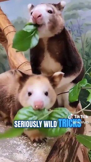 Tree Kangaroos: Nature's Unique Arboreal Marvels