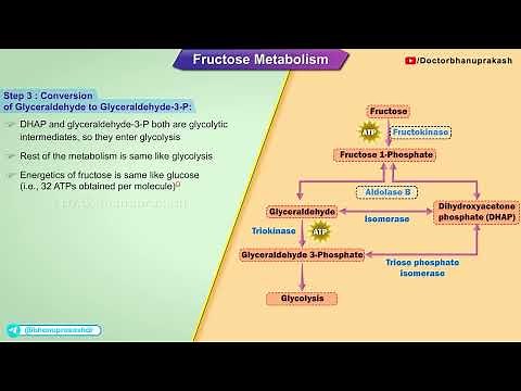 Fructose Metabolism : Medical Biochemistry🍬🧬/ USMLE