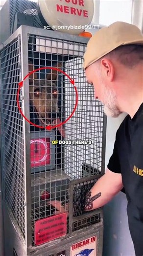 Dog Fear Challenge Goes Horribly Wrong!