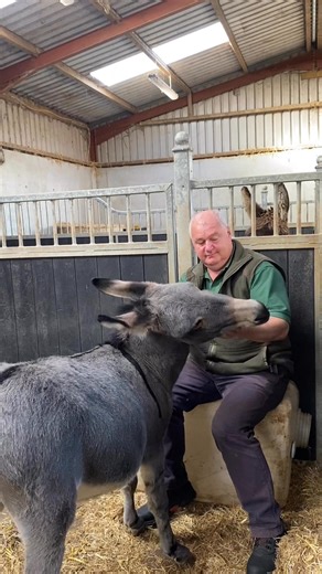 She’s back! Rose still loves her hugs from her human Dad but Rose being Rose can’t resist the urge for a little playful nip!! Filming Rose has become increasingly difficult over the last number of months as she attaches herself to you and refuses to let go! She sure loves her human family! She is doing really well and we are hopeful that she will bond with a couple of our new arrivals to form a little herd soon. Mum Daisy continues to thrive but has never accepted Rose as part of her group. We k