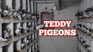 42K views · 3K reactions | Pigeon Breeding Progress in COLD Weather | Ch Sakhi Muhammad Bhatti | Facebook