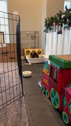 Effective Litter Box Training for Bunnies and Rabbits