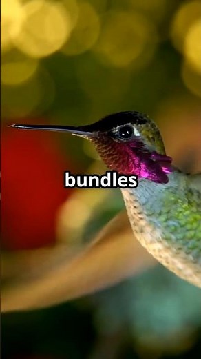The Surprising Sleep Habits of Hummingbirds