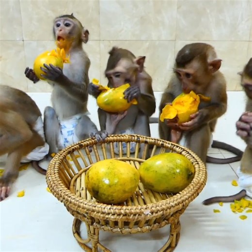 Obedient Baby Monkey Family Koki Kody Kodo #reel #lovely #animals #cute #monkey | Cute Baby Monkey