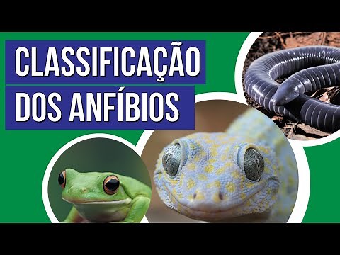 CLASSIFICAÇÃO DOS ANFÍBIOS | Biologia para o Enem | Cláudia de Souza Aguiar