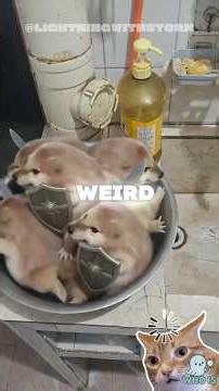 Who Is Drog? The Bizarre Cheems Frog Explained