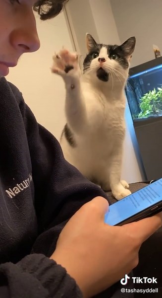 Adorable Cat Head Booping Compilation