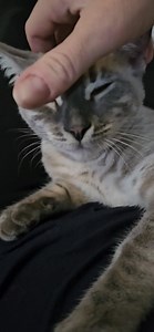 JD the purring machine! He's so cute. 😻 | I Heart Bengals