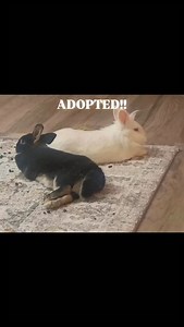 242 reactions · 13 comments | So many rabbits adopted today and by...
