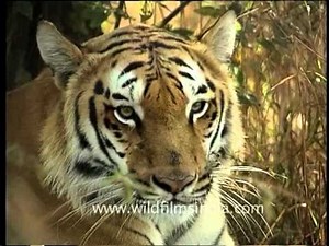 Lord of the jungle: Tiger in India's forest