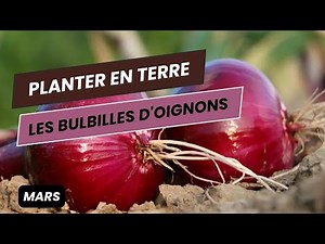 19👩🏻‍🌾 Planter les bulbilles d'oignons | Le potager en Mars #semeroignons #potager #jardinbio