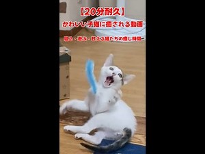【20分耐久】かわいい子猫に癒される動画｜寝る・遊ぶ・甘える猫たちの癒し時間🐾