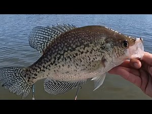 Pre-Spawn Crappie Fishing | Badin Lake, NC | Crappie Fishing North Carolina | NC Freshwater Fishing
