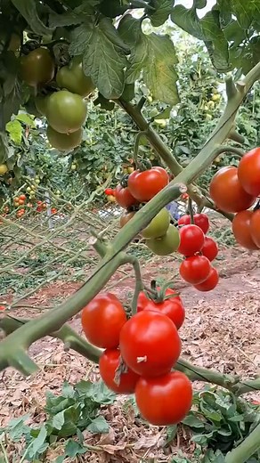 2.5K views | Harvesting Tomatoes the Right Way for Maximum Yield!  Ready to pick the freshest, juiciest tomatoes?  Learn the best harvesting technique to get the most out of your crop! Watch till the end for pro tips! ✨ #TomatoHarvest #GardeningTips #OrganicFarming | GrowMate | Facebook