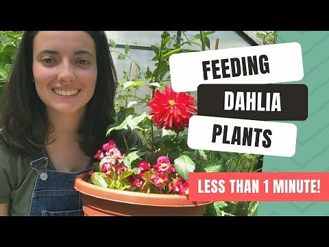 How, What & When To Feed Dahlias For Stunning Blooms