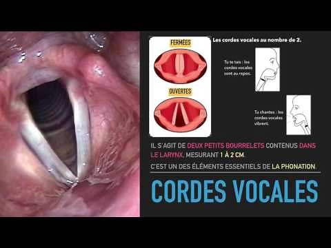 cordes vocales
