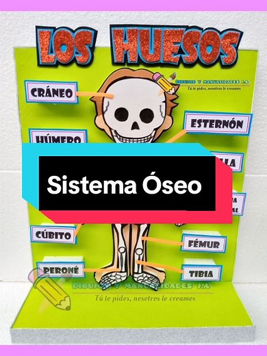 Maqueta sistema Óseo: Descubre cómo hacer un maqueta del esqueleto humano