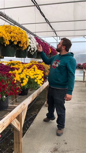 We thought it would be fun to change out our mum display on our last day open this fall. We’re going to watch them to see how long they last! We’ll update you with the results. Here’s to hoping for a long fall! 🍂 #fall #falldecor | Prochaska Greenhouse