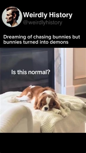 A Mother Dog’s Love That Never Fades — Heartwarming Puppy To Adult Bond