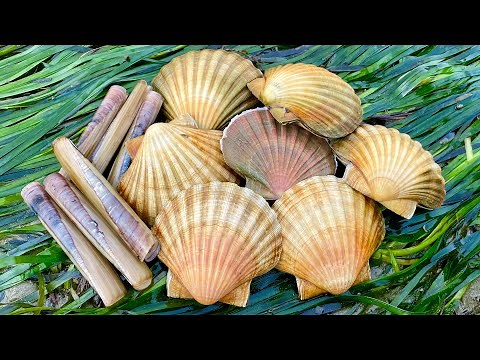 Coastal Foraging for Scallops, Mussels, Cockles, Oyster, Crab, Clams Beach cook up | The Fish Locker