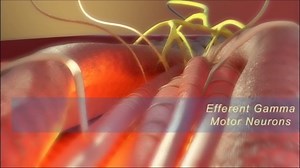 Muscle Spindle Fiber: Structure and Function | Medicine E-Library | Facebook