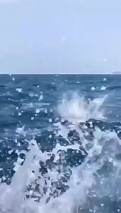 Que Hermoso espectáculo de Mantarrayas nos regala la naturaleza en Punta de Mita en Nayarit ❤️ 🎥 | Elda González Minjarez | Madaí Martínez-Noticias Punto por Punto