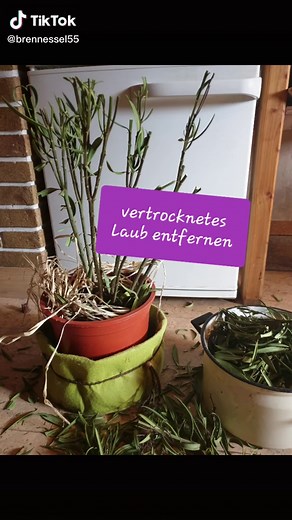 Oleander richtig schneiden und vermehren im Frühjahr